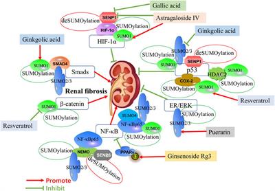 Natural Products Against Renal Fibrosis via Modulation of SUMOylation